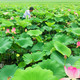 蒲骚 湖北孝感鲜莲蓬水果嫩莲蓬 鲜莲子太空莲当季生吃带莲蓬