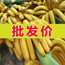 【新鲜现摘】高山香蕉新鲜水果整箱批发非广西小米蕉芭蕉1-10斤