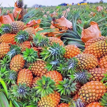 卡普瓦斯 新鲜菠萝香水大菠萝手撕菠萝当季热带水果凤梨批发价现摘青果发货