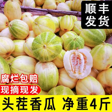 东北香瓜现摘现发新鲜脆甜多汁应季水果京蜜白糖罐