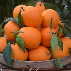 【大降价】正宗超甜纽荷尔脐橙手剥橙孕妇当季新鲜水果批发包邮