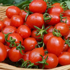 农家自产 釜山88西红柿（红色）