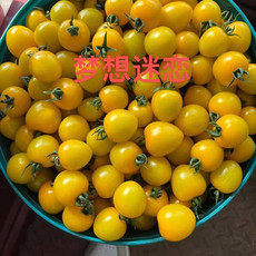 农家自产 釜山88西红柿（黄色）