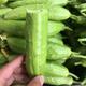 【领券立减】山东白玉黄瓜  新生鲜水果蔬菜 净重4.5斤装 全国部分地区包邮