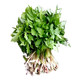 农家自产 山野菜 刺嫩芽500g+大叶芹500g （长白山直播链接）
