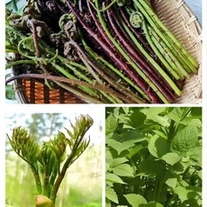 农家自产 山野菜 刺嫩芽+猴腿+大叶芹各500g（长白山直播链接)