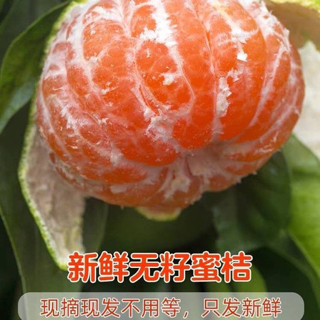 农家自产 湖北宜昌蜜橘子,新鲜水果