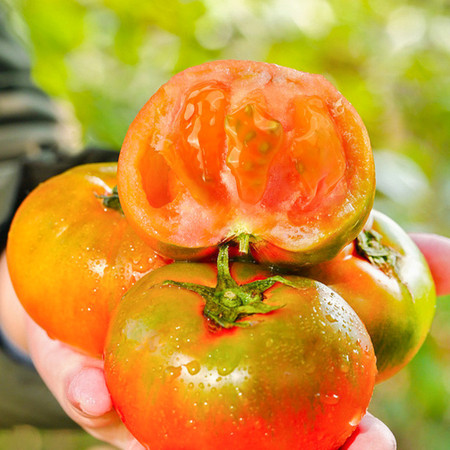 农家自产 丹东铁皮西红柿，顺丰发货，新鲜美味