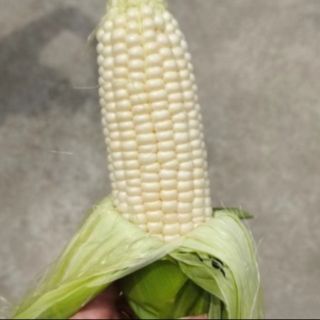 农家自产 【东阳】玉米 6根