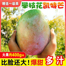 糖人果 【精选果】四川攀枝花凯特芒果当季时令新鲜水果