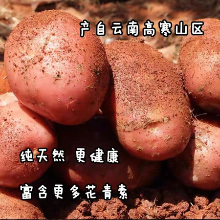 【昆明-邮政】农家自产 云南特产新鲜高山红皮黄心土豆马铃薯大洋芋图片