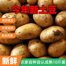 邮政农品 2024新鲜土豆农家自种黄皮洋芋马铃薯当季蔬菜整箱