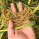 田道谷 田道谷 广西新米厂家广西巴马长寿之乡大米农家米不抛光真空绿色包装5kg