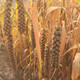 小虎雀 新米山西农家黄小米山西小米月子米现碾现发五谷杂粮米1斤5斤