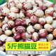 熊猫豆新货农家奶小花芸豆猫眼豆花缸豆饭豆豆类杂粮粗粮