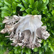 春之言 灰树花干货灰树菇食用菌无污染绿色舞茸茶农家栗蘑菌菇切片100g