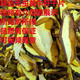 春之言 黄牛肝菌野生云南特产香菇类煲汤干片炖汤散装50g美味黄行菇干货