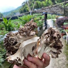 春之言 灰树花干货灰树菇食用菌无污染绿色舞茸茶农家栗蘑菌菇切片100g