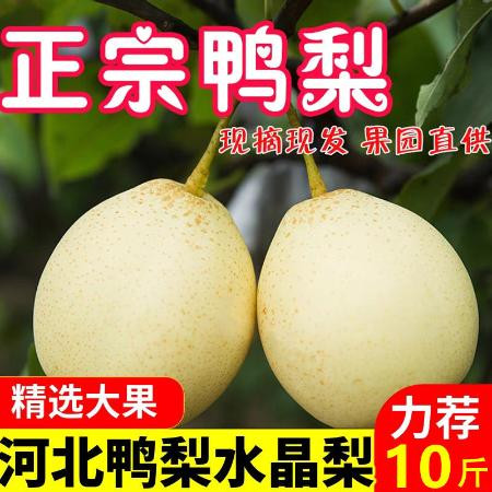 小虎雀 河北大鸭梨水晶梨10斤产地直发新鲜梨子水果批发5斤3斤雪梨皇冠梨