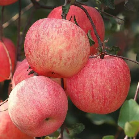 小虎雀 洛川苹果红富士水果批发应季水果苹果冰糖心新鲜水果整箱批发