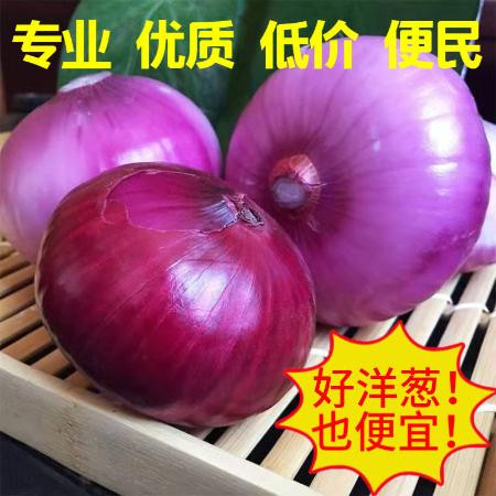 小虎雀 特惠10斤现挖洋葱新鲜紫皮洋葱头批发5斤红葱头圆葱蔬菜黄皮洋葱图片