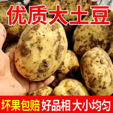 小虎雀 黄心土豆新鲜批发价马铃薯新鲜蔬菜洋芋