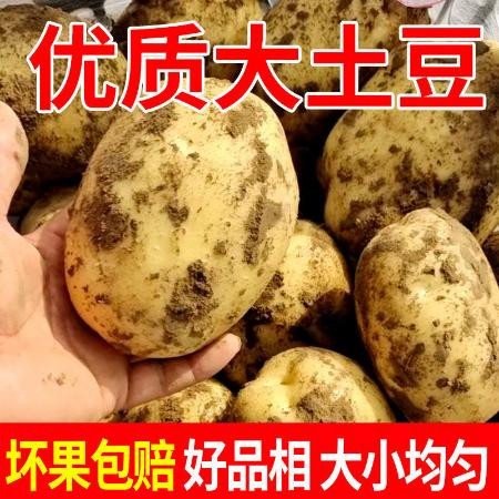 小虎雀 黄心土豆新鲜批发价马铃薯新鲜蔬菜洋芋图片