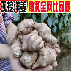 小虎雀 洋姜新鲜现挖菊芋野生农家沙地鬼子姜生洋姜不辣生吃凉拌阳姜