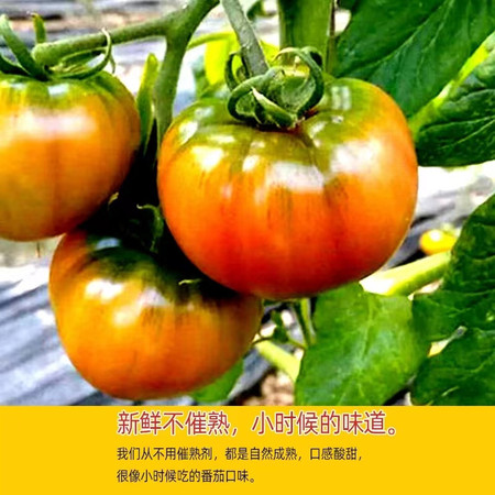 小虎雀 草莓柿子西红柿新鲜自然熟铁皮柿子盘锦碱地生吃水果丹东番茄图片
