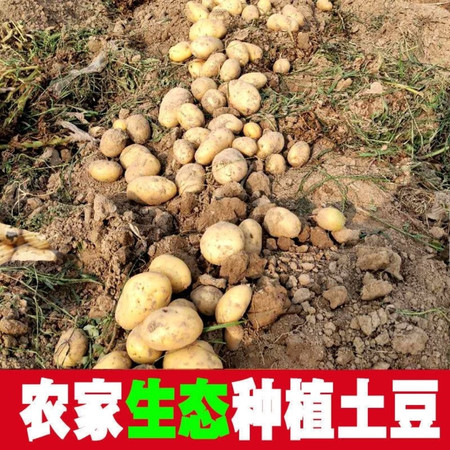 【邮政专属】2022年新鲜农家黄皮土豆提洋芋现挖现发非转基因马铃薯