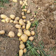 【邮政专属】2022年新鲜农家黄皮土豆提洋芋现挖现发非转基因马铃薯