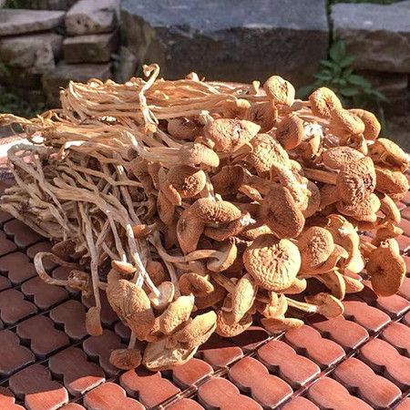 农家自产 陕南茶树菇图片