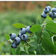 农家自产 新鲜蓝莓2斤