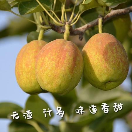 库尔勒香梨新疆特级薄皮全母梨新鲜梨子红香妃梨3/5/10斤包邮图片