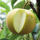 梨子新鲜黄皮沙梨当季现摘水果大果非秋月梨皇冠梨脆甜10斤黄花梨