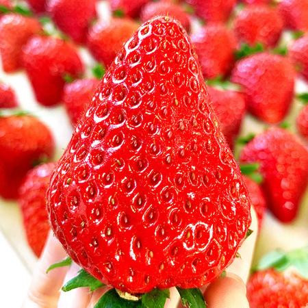 现摘草莓新鲜甜草莓奶油99水果批发九九非丹东红颜大凉山商用包邮图片