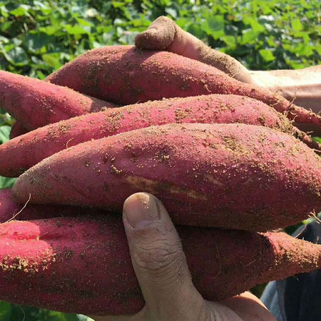 农家自产 红薯图片