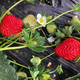 农家自产  新鲜水果  奶油草莓3斤装