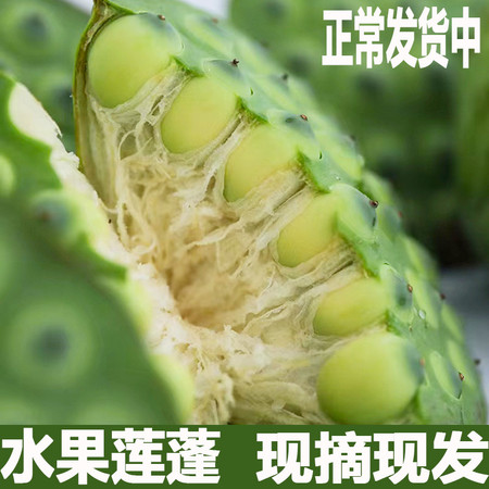 老俵情 新鲜莲蓬现摘现发莲蓬3斤甜嫩生吃莲蓬孕妇水果即食莲子江西广昌