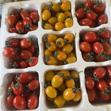 自产自销 彩色小西红柿