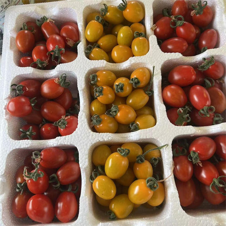 农家自产 彩色小西红柿图片