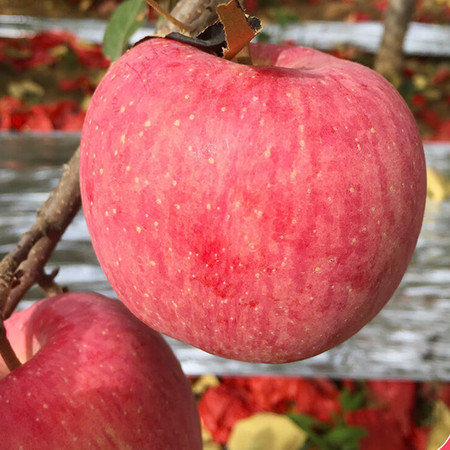 粤迎 【领劵减5元】陕西洛川红富士苹果新鲜富士脆甜水果图片