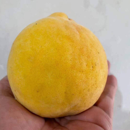 农家自产 新鲜采摘黄桃10斤装（含箱）图片