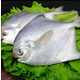  茂苠贸易 茂苠  舟山特产  东海大白鲳 250g*2  银鲳 轻食饱满 生鲜海鲜水产 营养丰富
