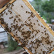 农家自产 	标准村久胜乡 久安村 绿色食品 土家蜂蜜
