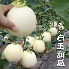 泰初源 白甜瓜种杍阳台庭院盆载易播种香瓜快速生长白宝密四季蔬菜易栽活