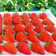 泰初源 草莓新鲜现摘99红颜牛奶奶油大甜草莓应季孕妇水果非丹东草莓批发