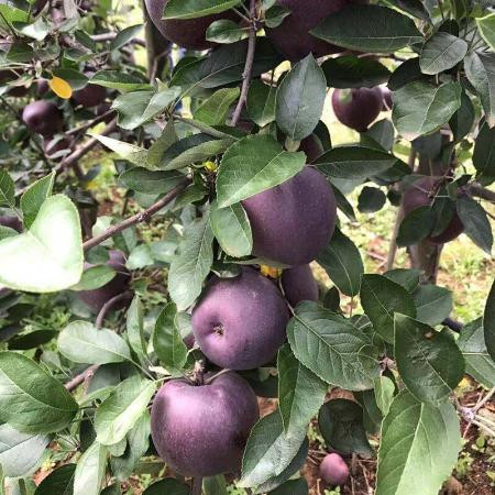 黑钻苹果新鲜苹果黑苹果不常见的水果没见过的水果