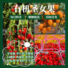 八九十枝花 有机小番茄零污染零添加黄色圣女果每日鲜摘基地500g*4盒