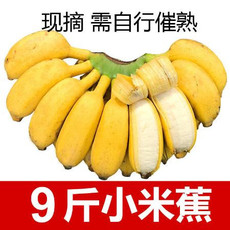 广西小米蕉当季新鲜水果包邮小香蕉皇帝焦